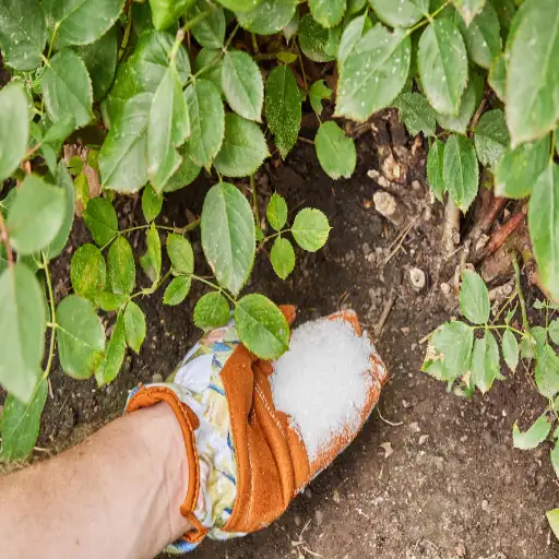 how much epsom salt per litre for plants