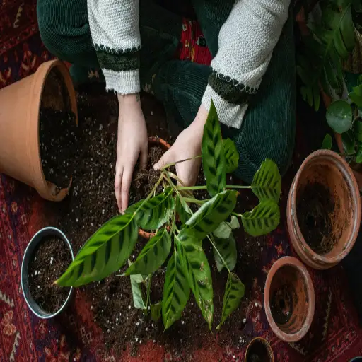 how much epsom salt per litre for plants