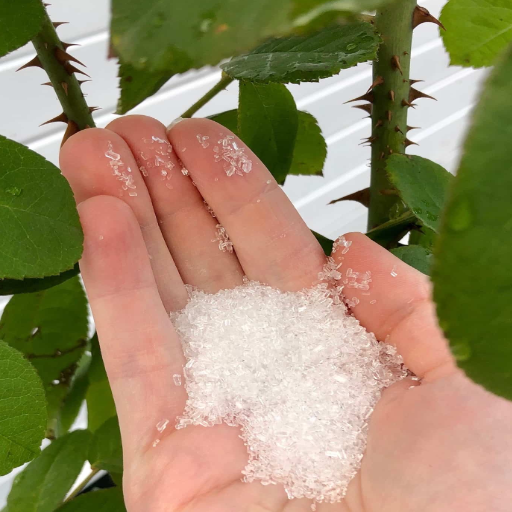 how much epsom salt to use for plants