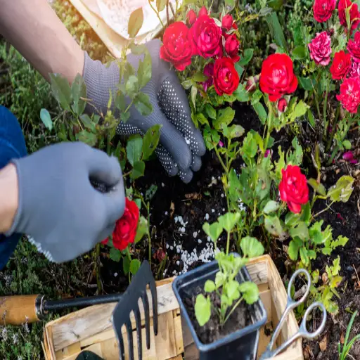 The Ultimate Guide: How Often to Use Epsom Salt on Plants for Optimal Growth