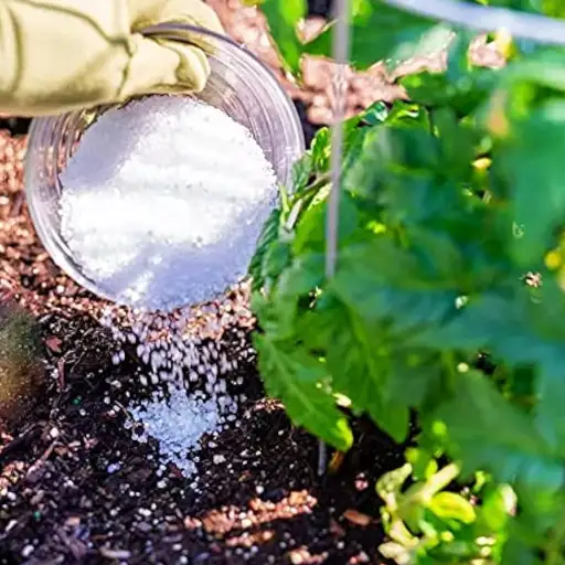 how often to use epsom salt on plants