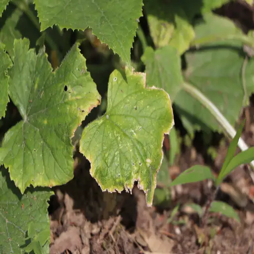 is epsom salt bad for plants