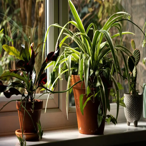 is epsom salt good for house plants