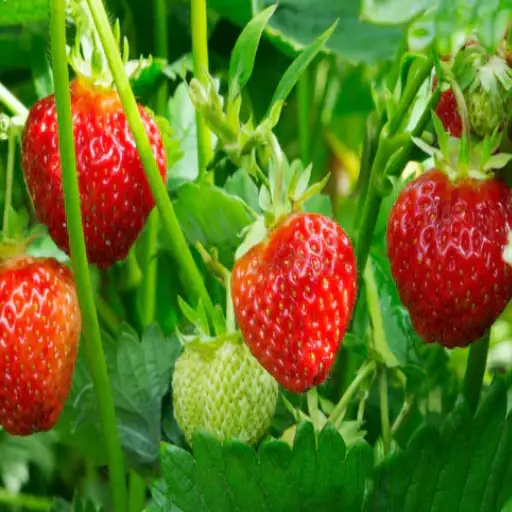 Unlock Strawberry Success: Is Epsom Salt the Secret to a Bountiful Harvest?