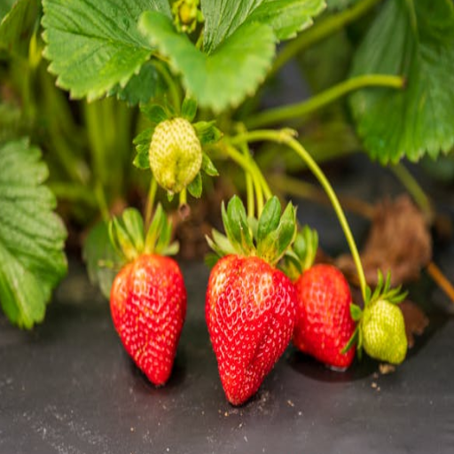 is epsom salt good for strawberry plants