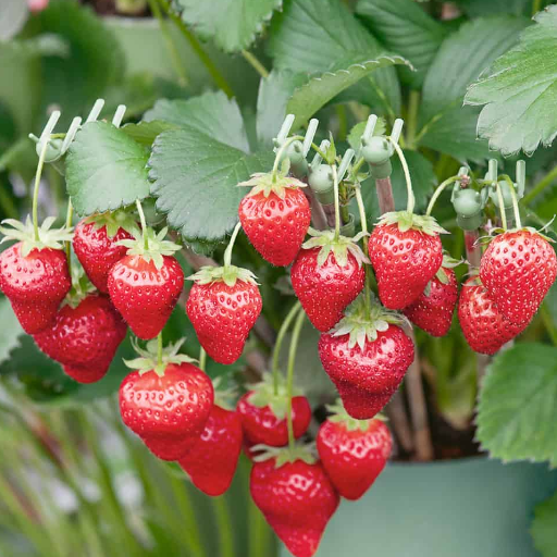 is epsom salt good for strawberry plants