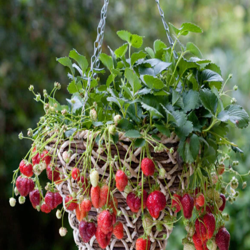 is epsom salt good for strawberry plants