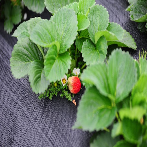 is epsom salt good for strawberry plants