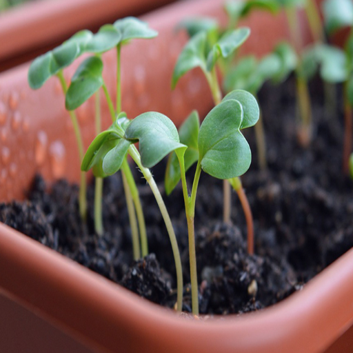 is epsom salt water good for plants