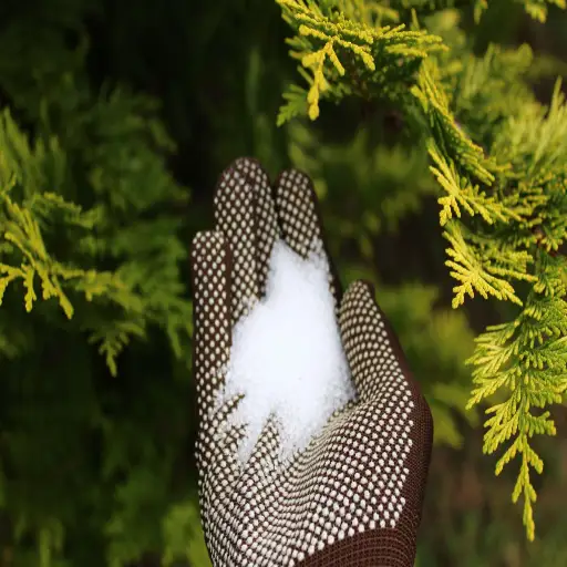 putting epsom salt on plants