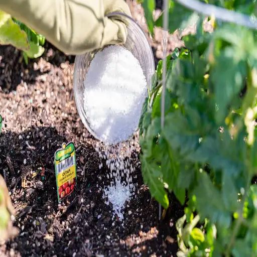 putting epsom salt on plants