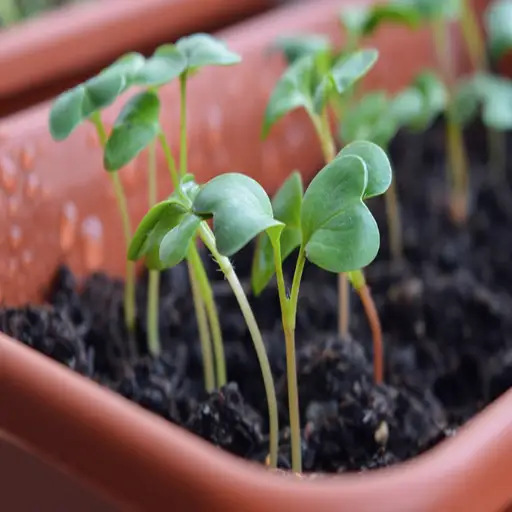 what plants like epsom salt water