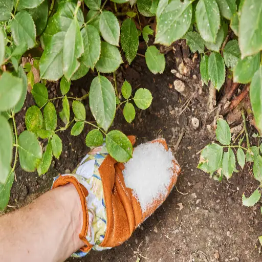 How to Use Epsom Salt Effectively in Your Garden: A Gardener's Guide