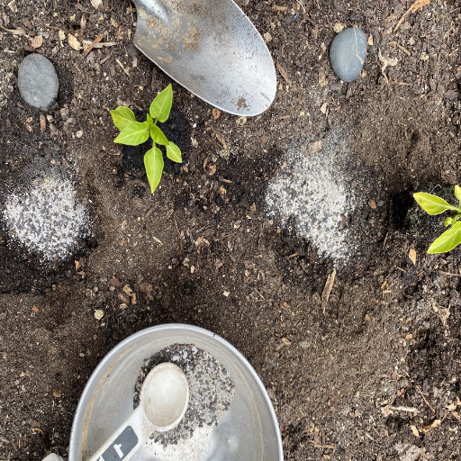 when to use epsom salt on plants