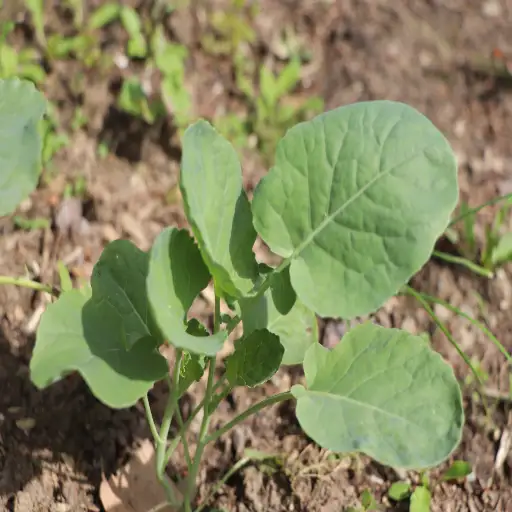 when to use epsom salt on plants