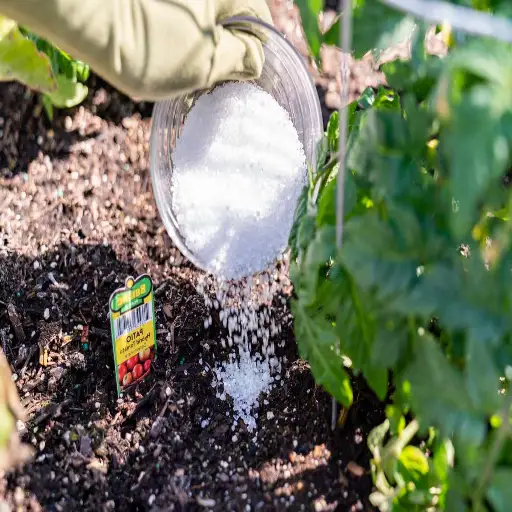 when to use epsom salt on plants