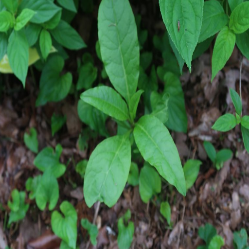 which plants do not like epsom salt