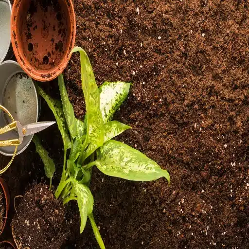 How Does Low Nitrogen Fertilizer Affect Plant Growth?