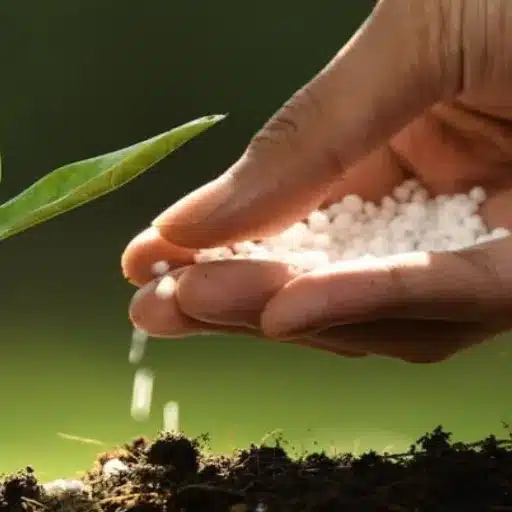 What Fertilizer Products Are Best for Lawn Care?