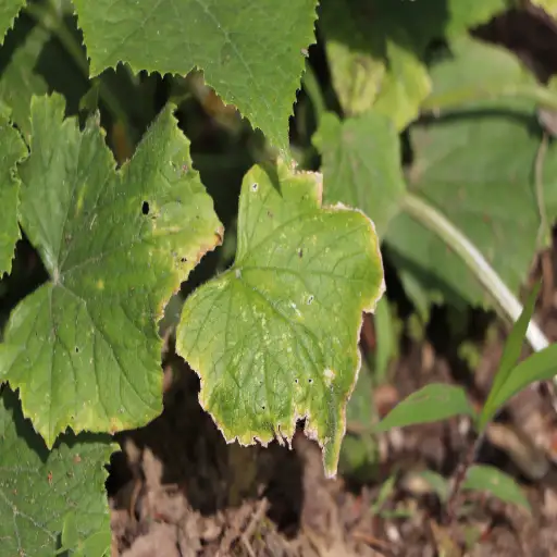 How to Use Epsom Salt Effectively for Your Plants