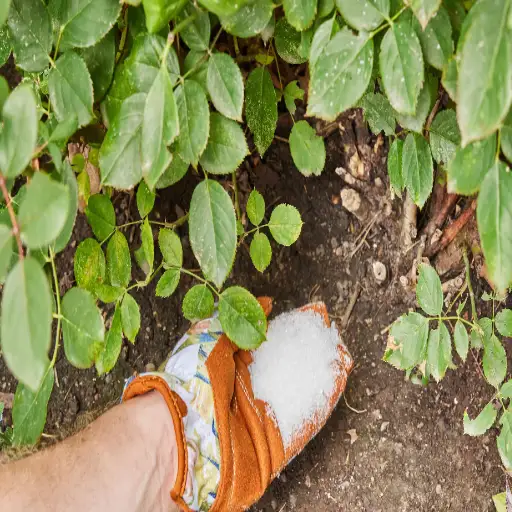 can i use epsom salt on my plants