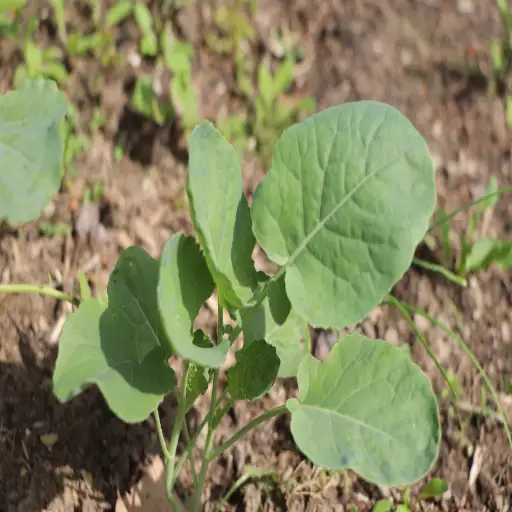 can i use epsom salt on my plants