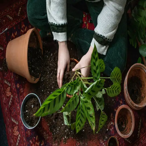 can i use epsom salt on my plants