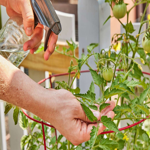 can i use epsom salt on my plants