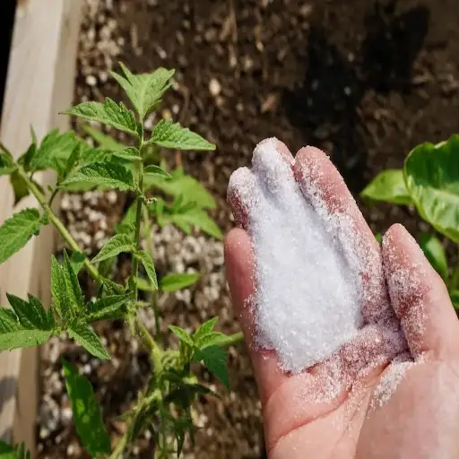 can too much epsom salt hurt plants