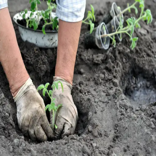 do all plants like epsom salt