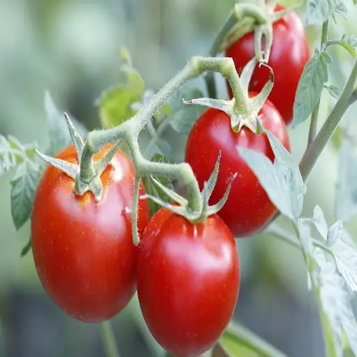 Unlock Tomato Success: The Ultimate Guide to Using Epsom Salt for Thriving Plants