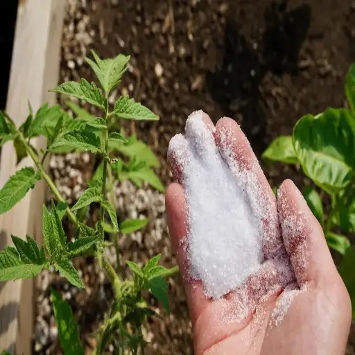 epsom salt around tomato plants