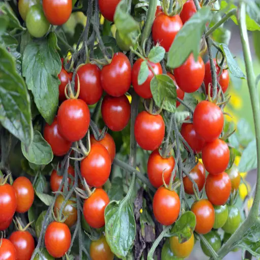 epsom salt around tomato plants