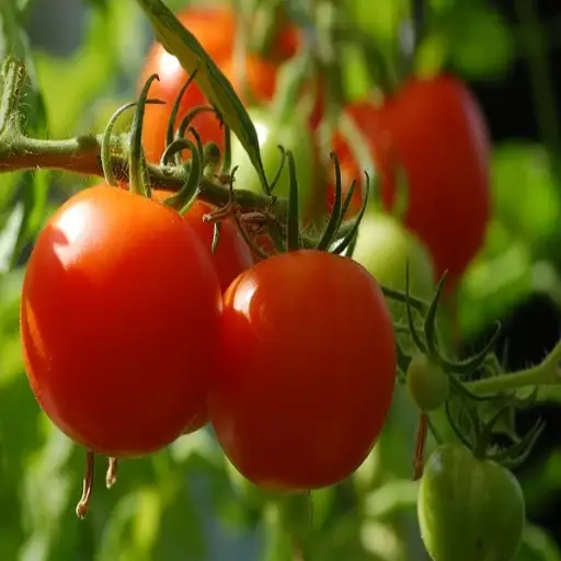 epsom salt around tomato plants