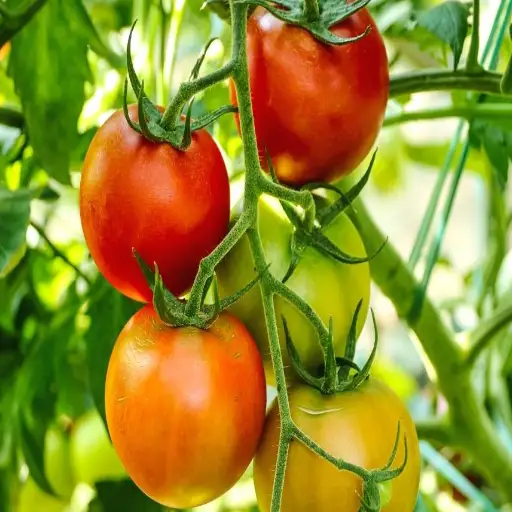 epsom salt around tomato plants