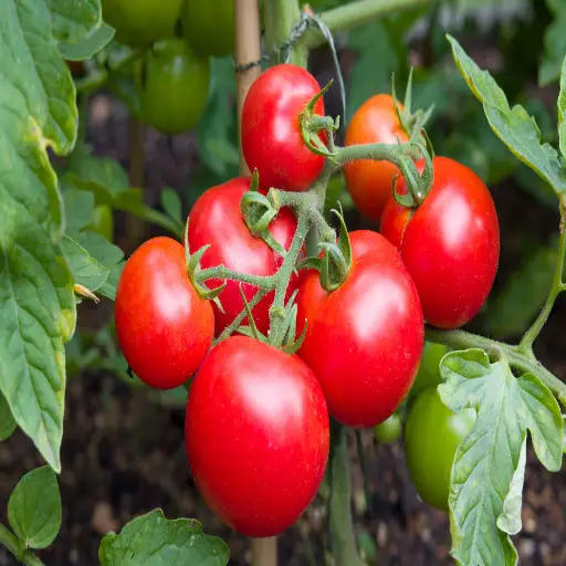 epsom salt around tomato plants