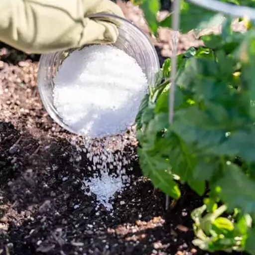 epsom salt fertilizer for plants