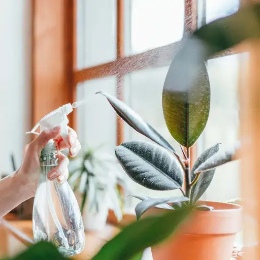 The Ultimate Guide to Using Epsom Salt for Indoor Plants: Boost Your Houseplants Naturally