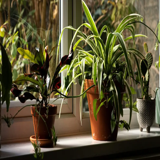 epsom salt indoor plants