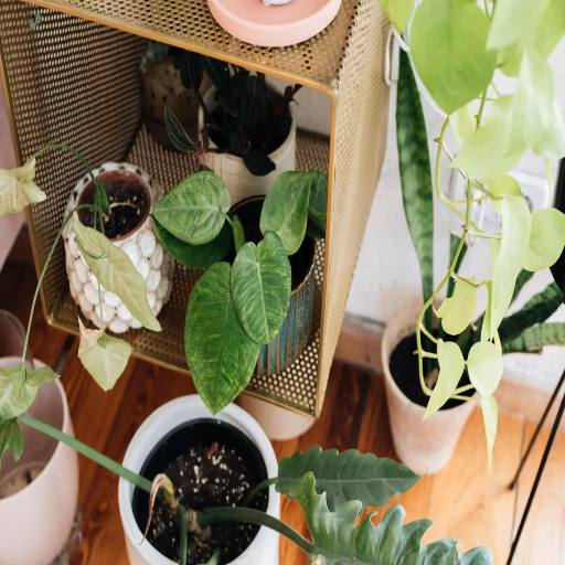 epsom salt indoor plants