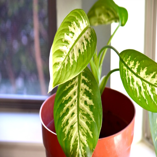 epsom salt indoor plants