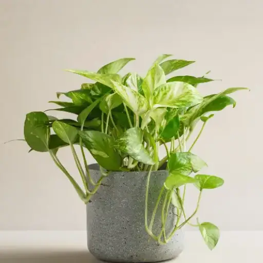 epsom salt indoor plants