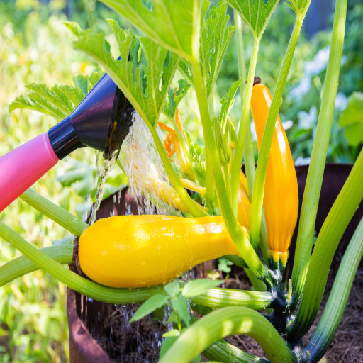 epsom salt mix for plants