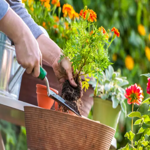 How to Use Epsom Salt for Thriving Plants