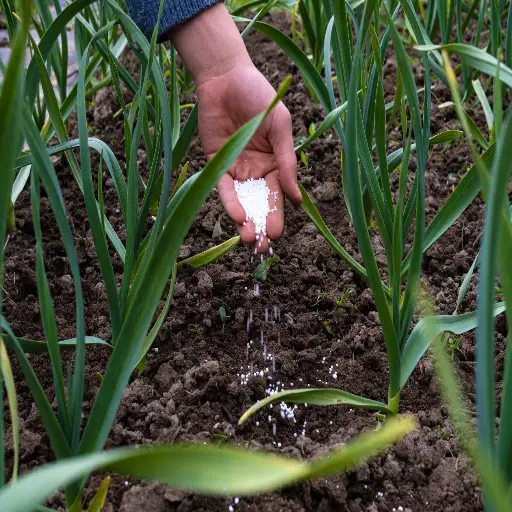 gardening epsom salt for plants