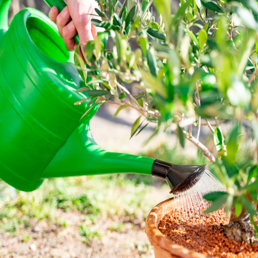 gardening epsom salt for plants