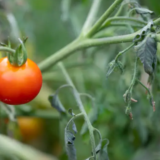 Unlock Your Tomato Plant's Potential: The Ultimate Guide to Using Epsom Salt