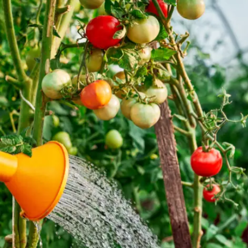 how much epsom salt do you put on tomato plants