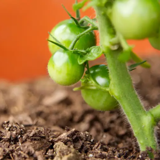 how much epsom salt do you put on tomato plants