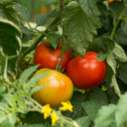 how much epsom salt do you put on tomato plants